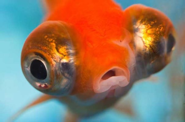 BỆNH LỒI MẮT Ở CÁ