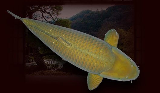 ca-koi-chagoi