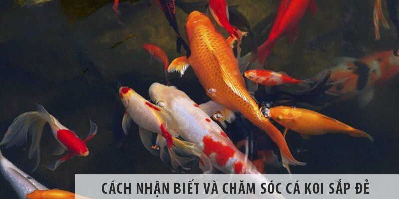 cach-nhan-biet-va-cham-soc-ca-koi-sap-de