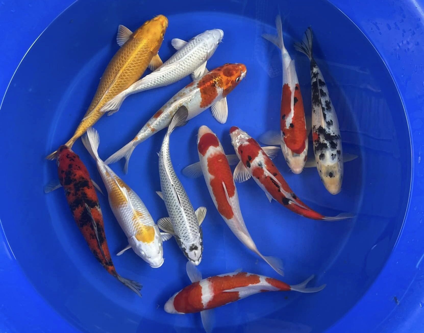cá koi f1