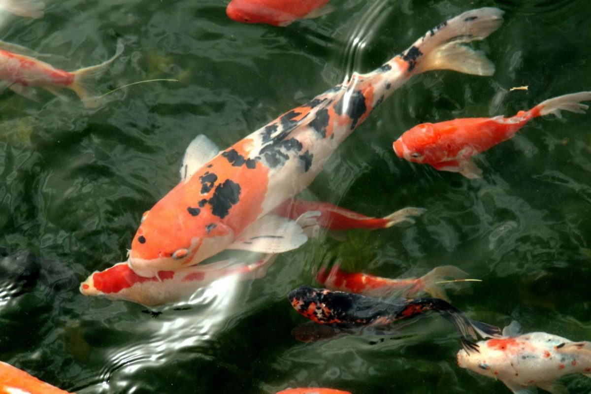 Cá Koi là loài cá quý nhất của Nhật Bản và mang ý nghĩa phong thủy tốt đẹp