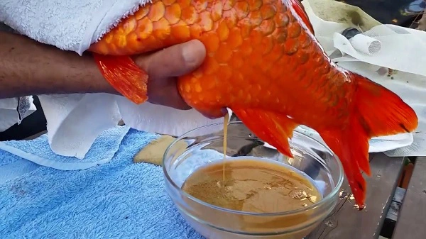 Cá koi sinh sản tự nhiên trong hồ giống tập tính của cá chép